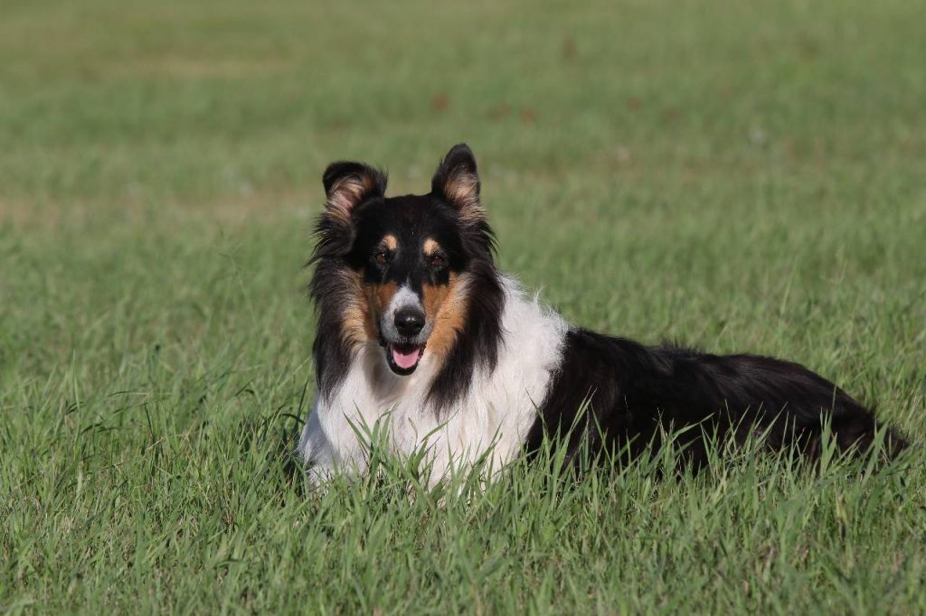 collie named ebony image