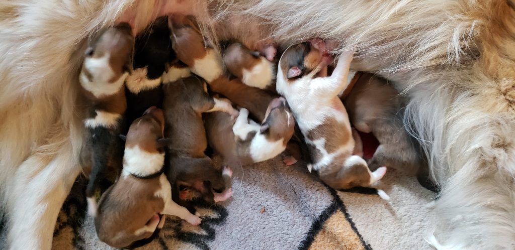 collie puppies pic