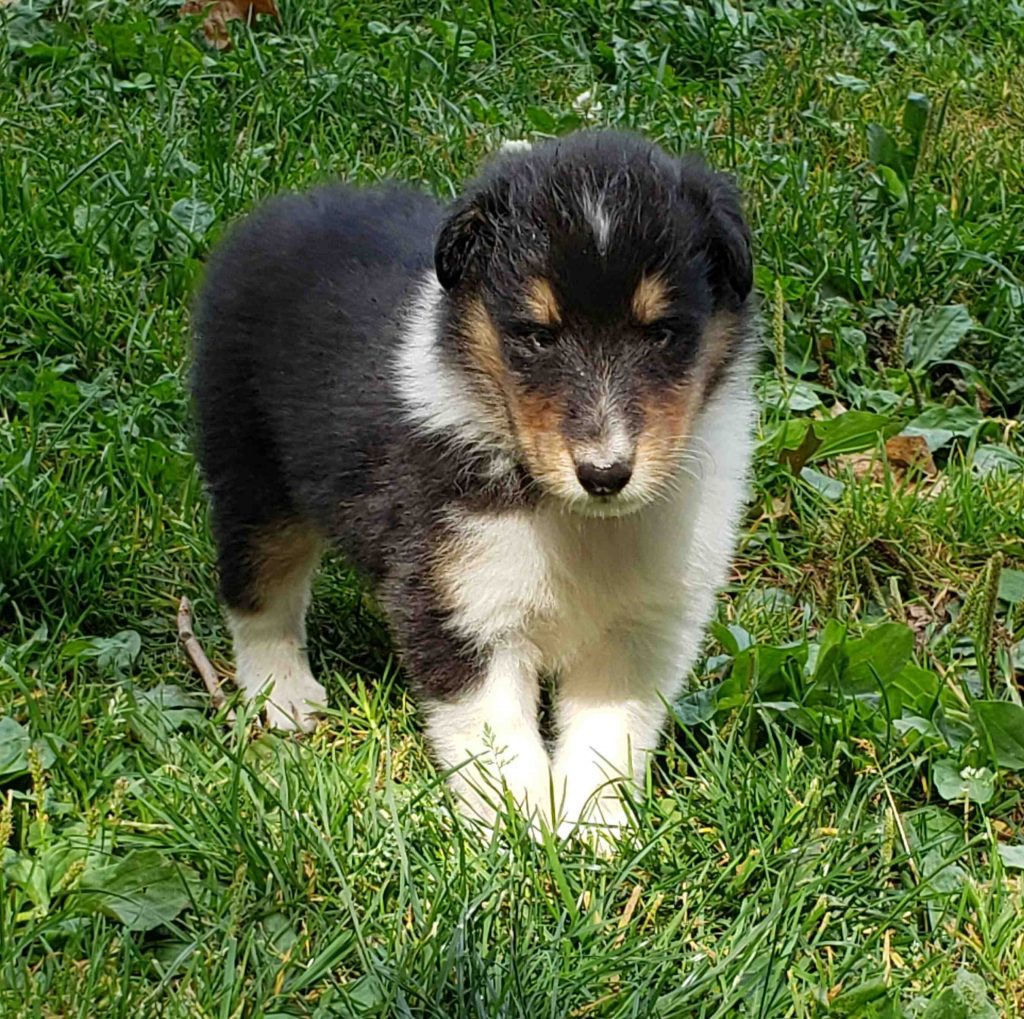 collie puppy 1 image