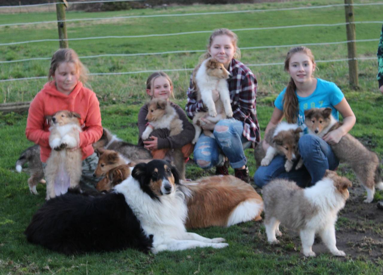 collie puppies with kids picture