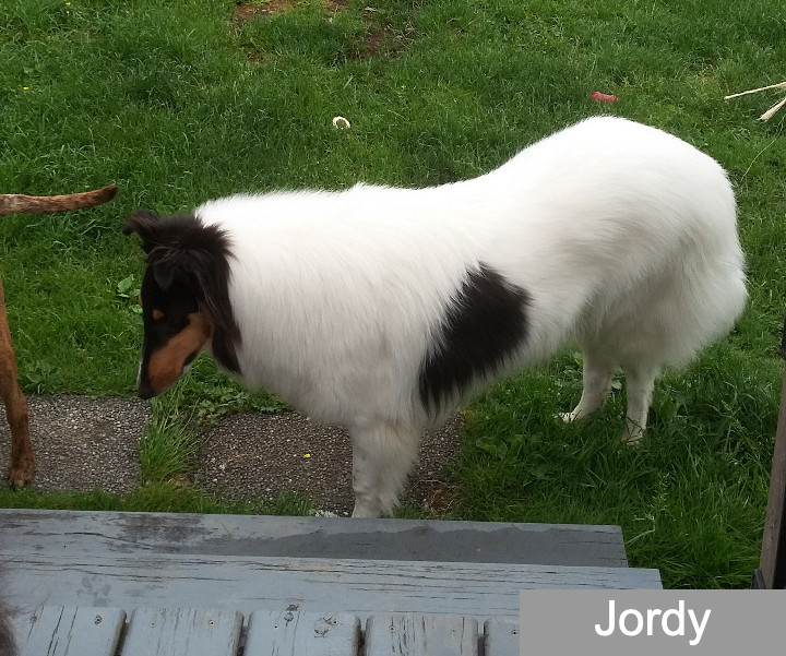 jordy white collie photo