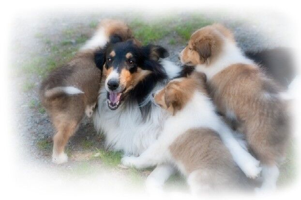 rockin ashni collie pic