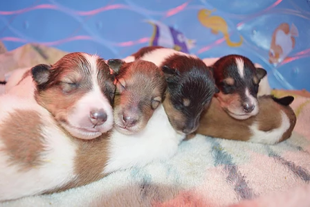 collie puppies of vanilla ice jpeg