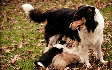 jordy white collie photo