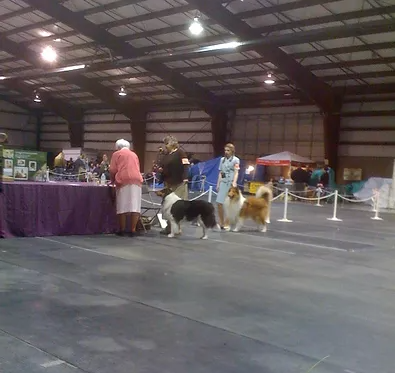 show collie picture