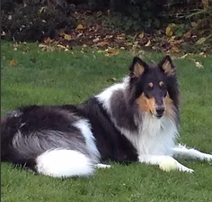 stunning collie .png