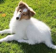 collie breeding review pic