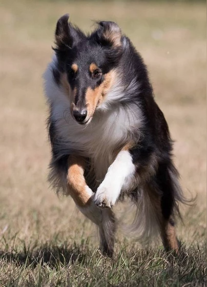 collie mom of atlas