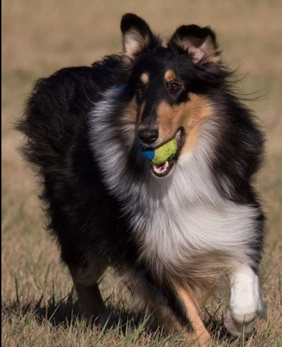 jordy white collie photo