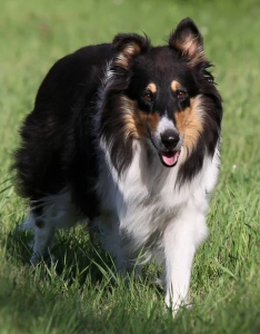 beautiful collie ebony pearl image