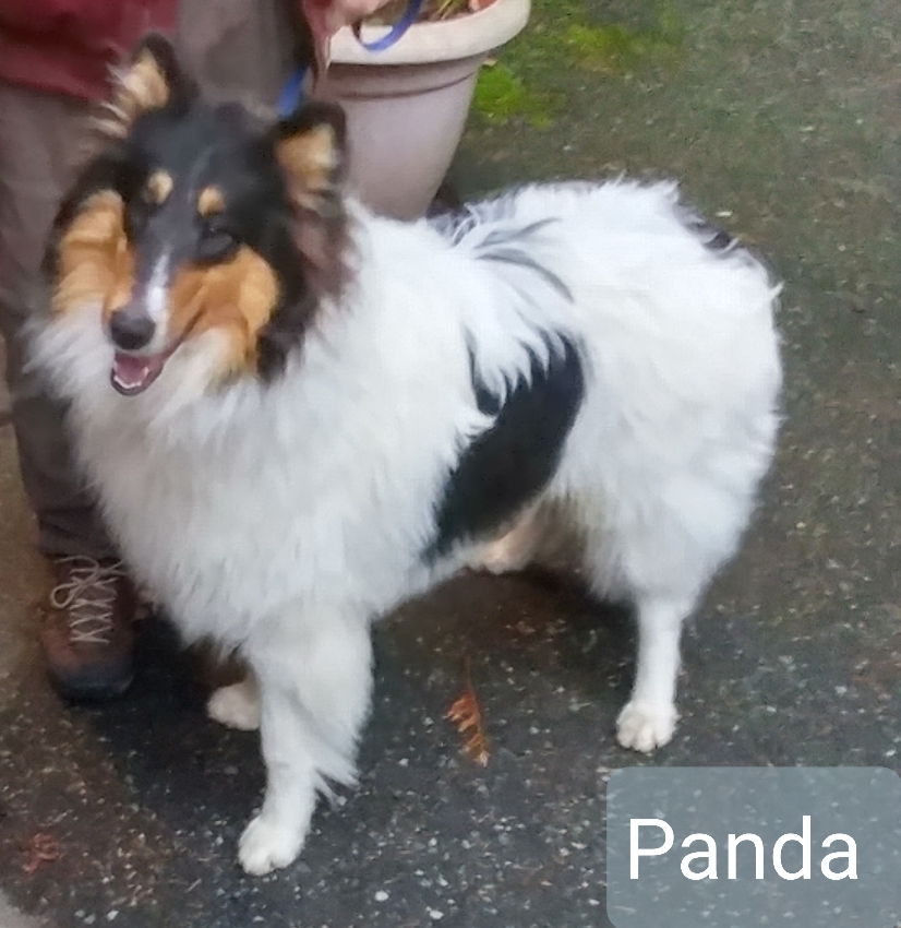 whiite collie named pnda pic