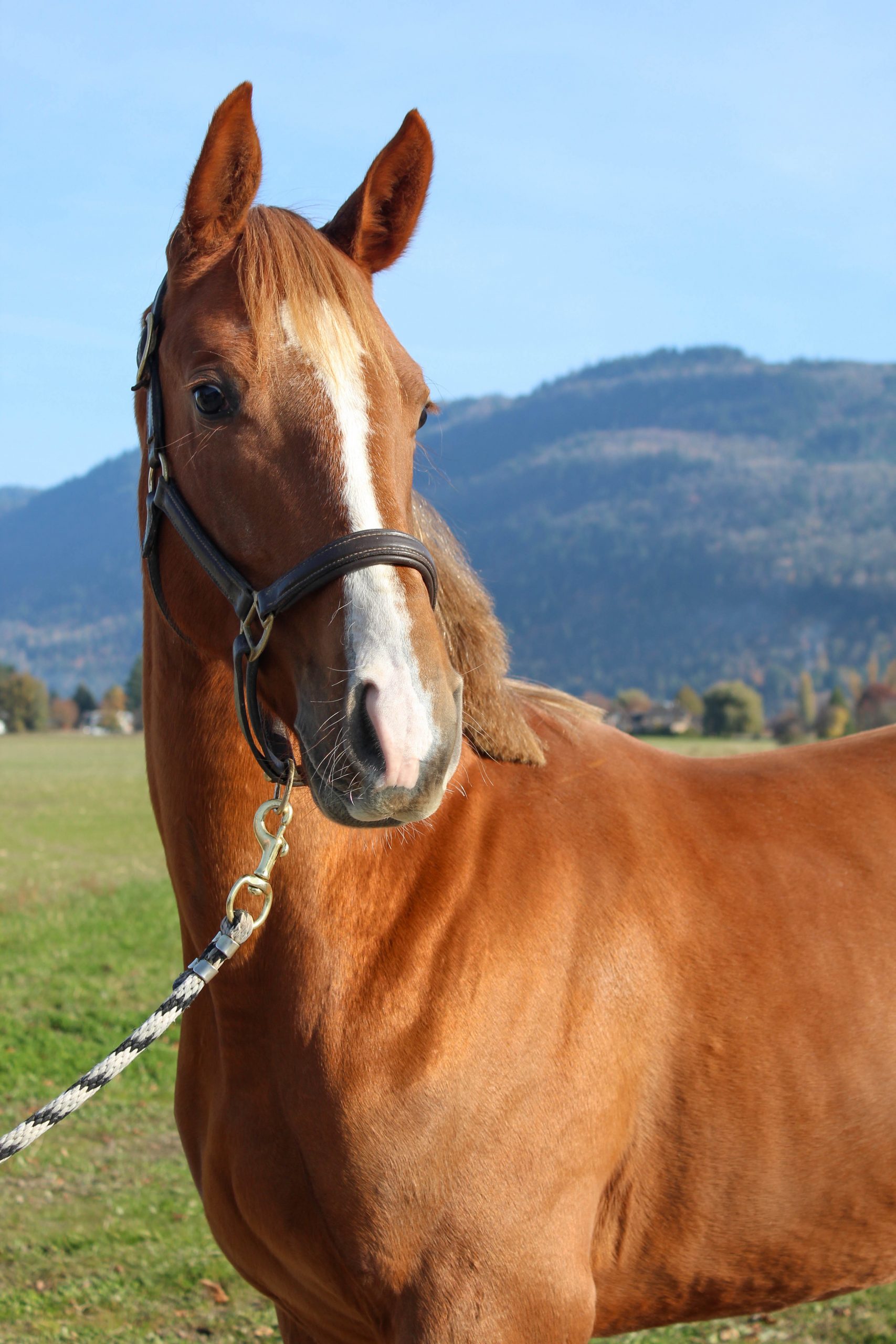 horse stables abbotsford pic