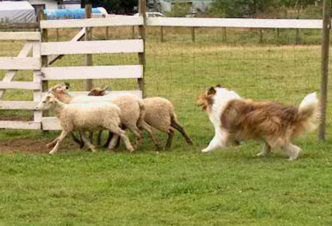 collie herding image