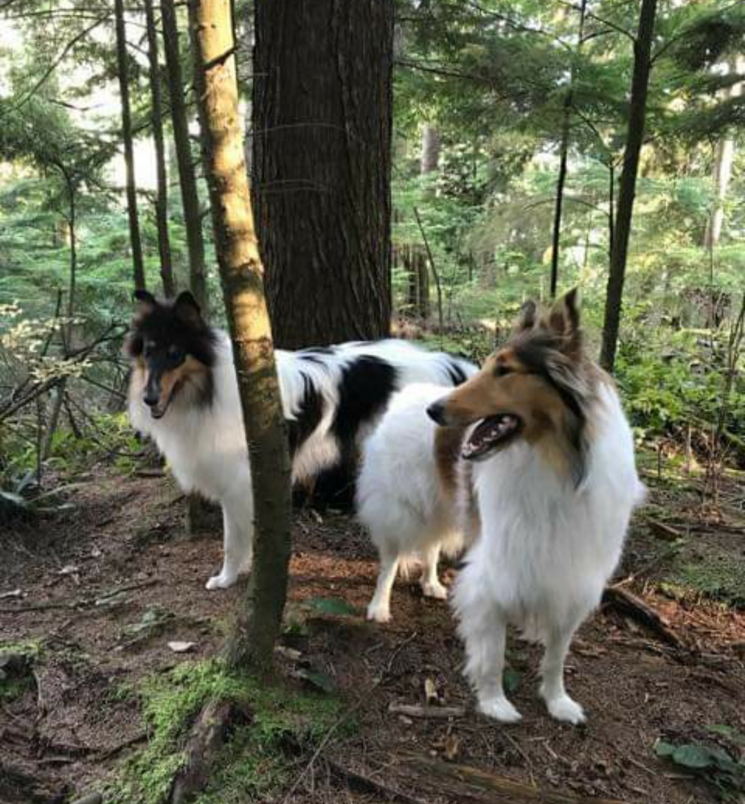 white collie image