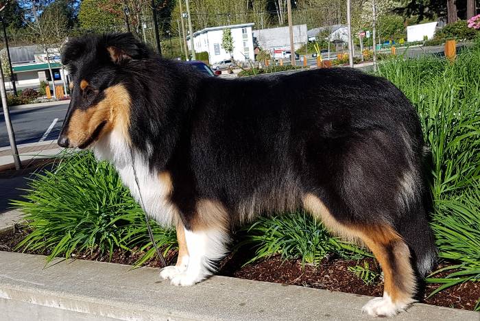 gorgeous collie image