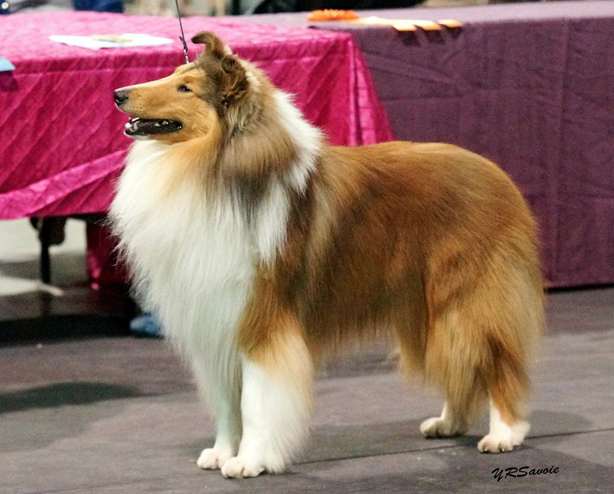 champion collie image