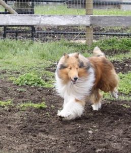 abbotsford collie breeding image