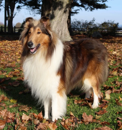 prairie wynd collie sire