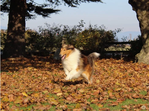 beautiful collie image