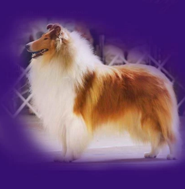 collie show dog pic
