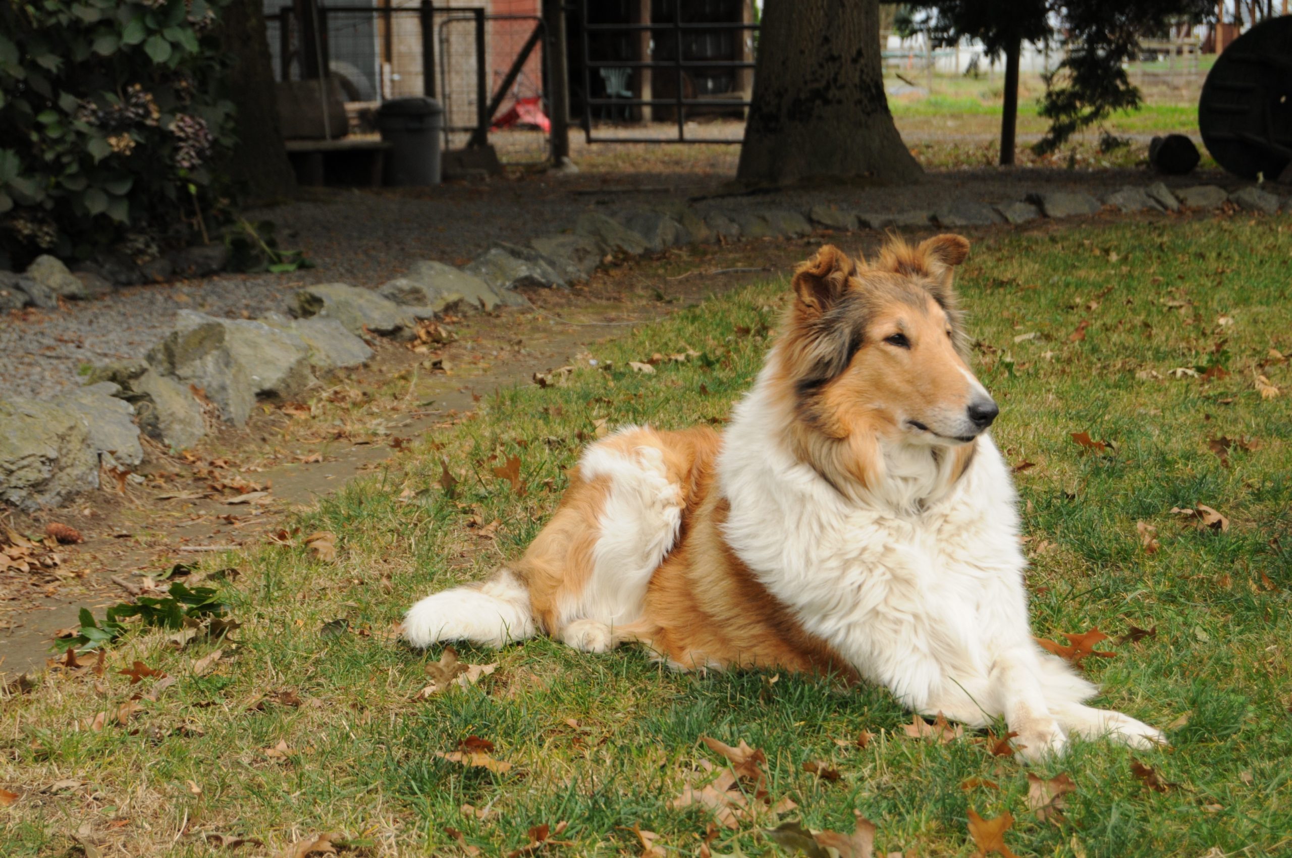 collie breeding image