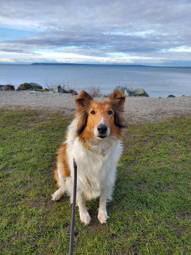 collie breeder pic