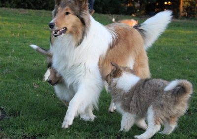 collie named ashni with pupiies image