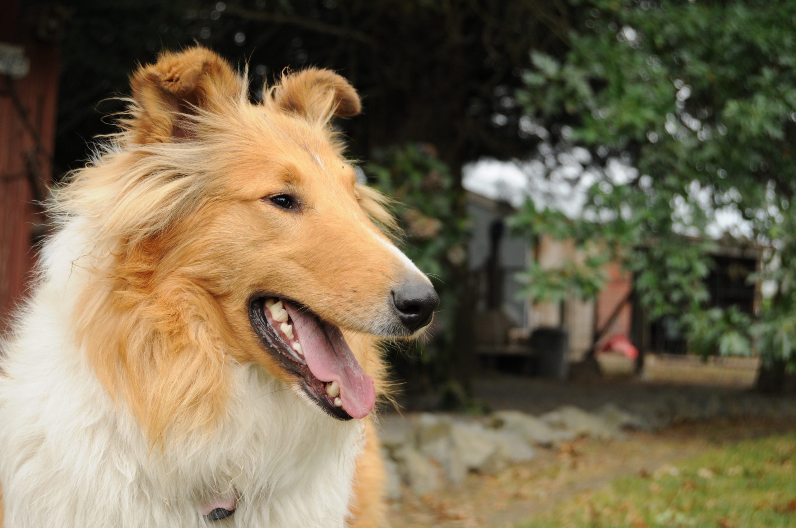 collie breeding pic