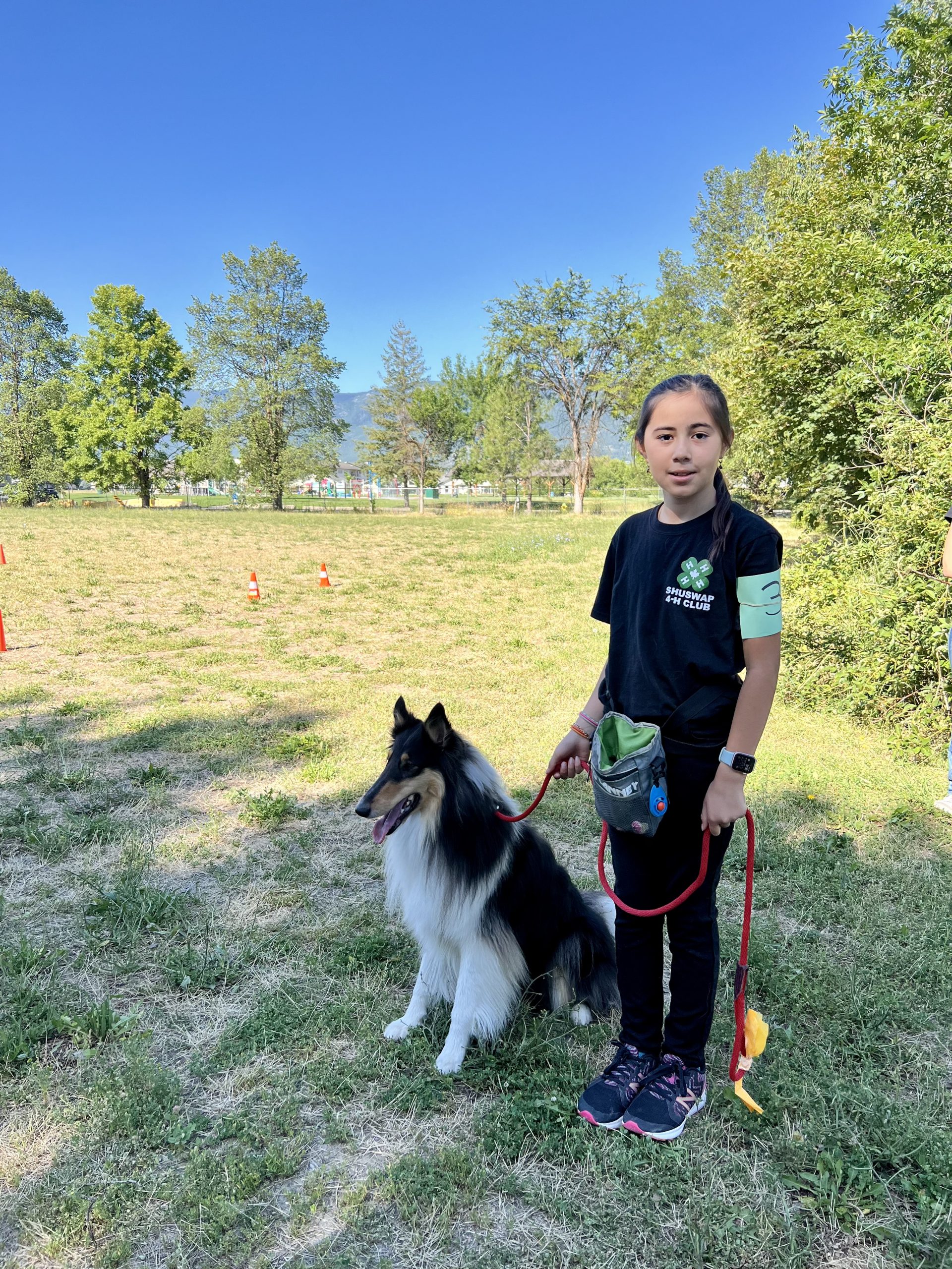 collie herding image