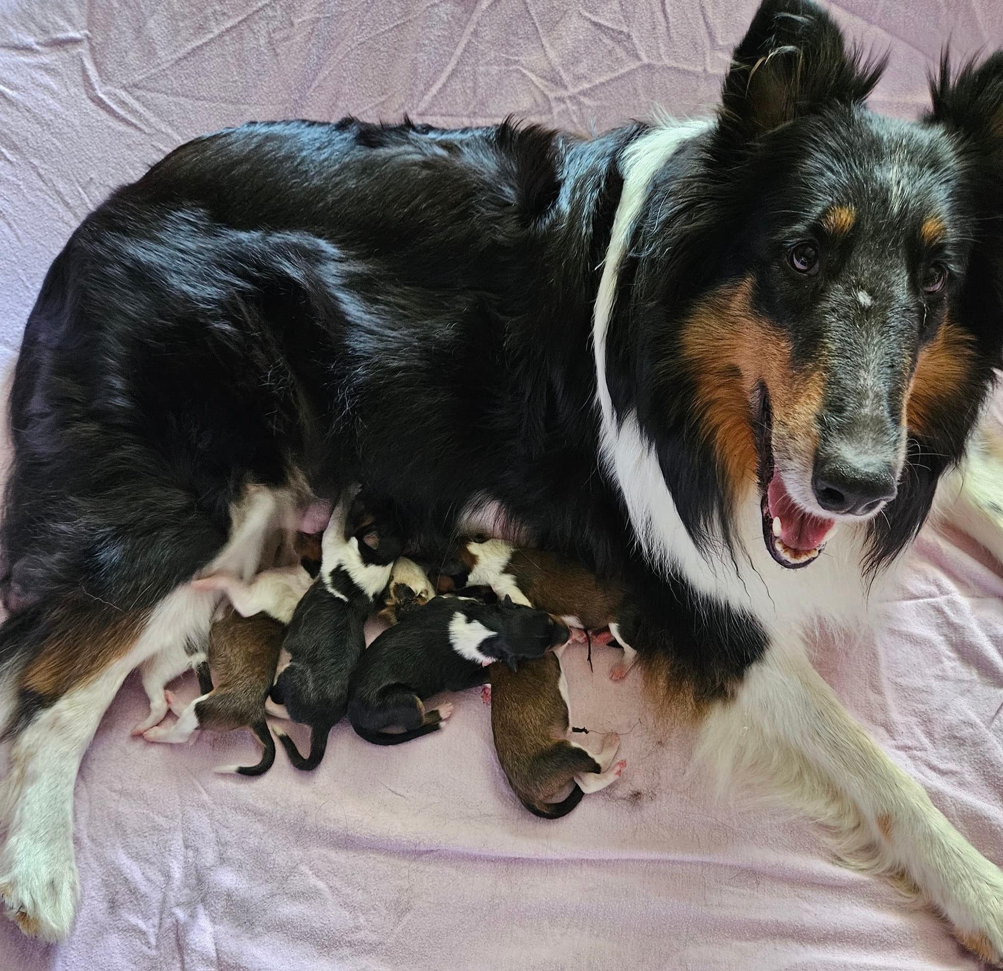 collie puppies pic